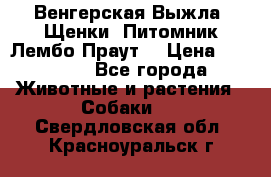 Венгерская Выжла. Щенки. Питомник Лембо Праут. › Цена ­ 35 000 - Все города Животные и растения » Собаки   . Свердловская обл.,Красноуральск г.